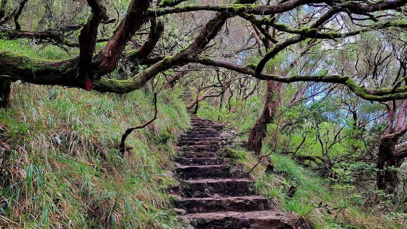 Rabaçal: 25 Fontes & Risco Levada Hiking Transfer - Who will enjoy this experience most
