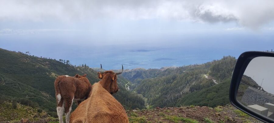 Rabaçal: 25 Fontes & Risco Levada Hiking Transfer - Five hours sounds generous, and usually is