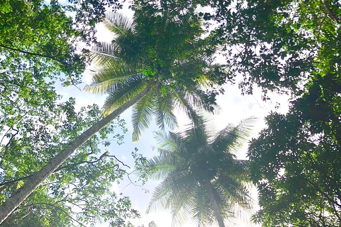 Rainforest Hike and Waterfall Safari - Swimming beneath the falls