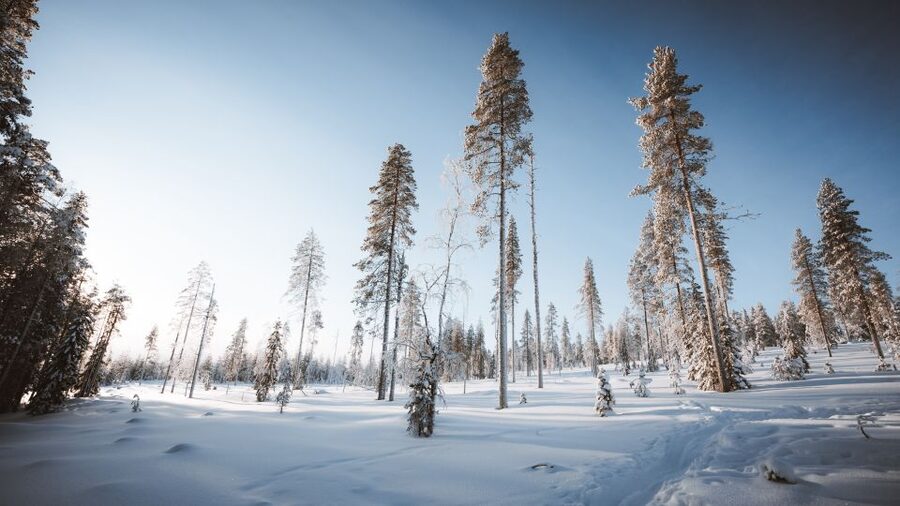 Rovaniemi: Lapland Ski Trekking Safari - What makes the scenery worth the effort