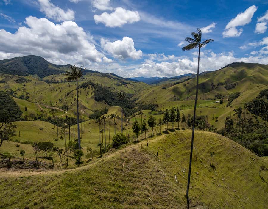 Salento/Pereira: Cocora Valley & Salento Hiking Private Tour - Key points at a glance