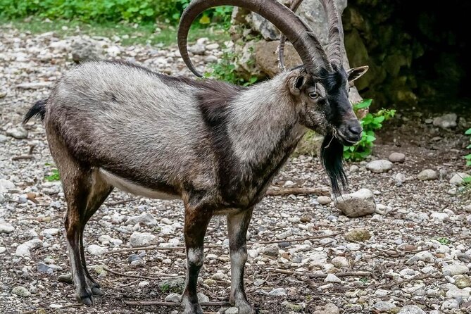 Samaria Gorge Hiking from Chania with Professional Hiking Guide - Six hours from Omalos to the Iron Gates