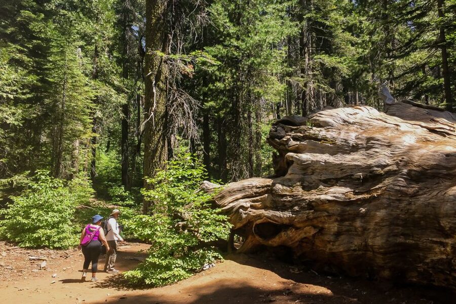 San Francisco: Day Trip to Yosemite with Giant Sequoias Hike - Why this San Francisco day trip works