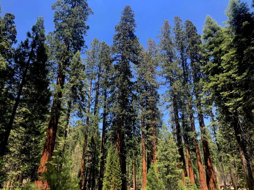 San Francisco: Day Trip to Yosemite with Giant Sequoias Hike - Small group, guide quality, and daily rhythm