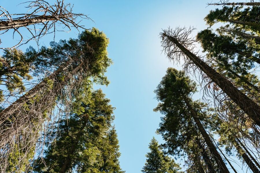 San Francisco: Yosemite National Park & Giant Sequoias Hike - Why the $219 price can be good value