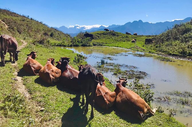 Sapa The Hidden Trail Trek 1 Day - Mountain & Rice Valley - Hau Chu Ngai and the bamboo forest descent
