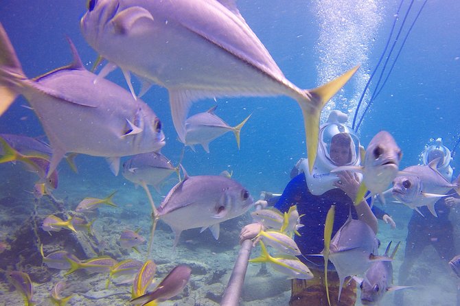 Sea Trek Helmet Dive at Coral World Ocean Park - What you may see along the underwater trail