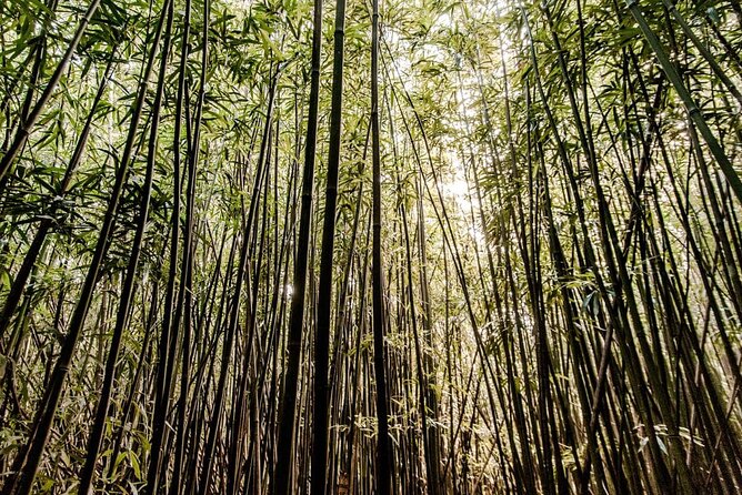 Self guided Hike Trail to Nature Walk & Waterfall - The two-hour walk to Manoa Falls