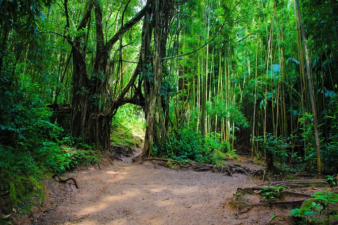 Self guided Hike Trail to Nature Walk & Waterfall - Puu Ualakaa State Park and the view above Honolulu