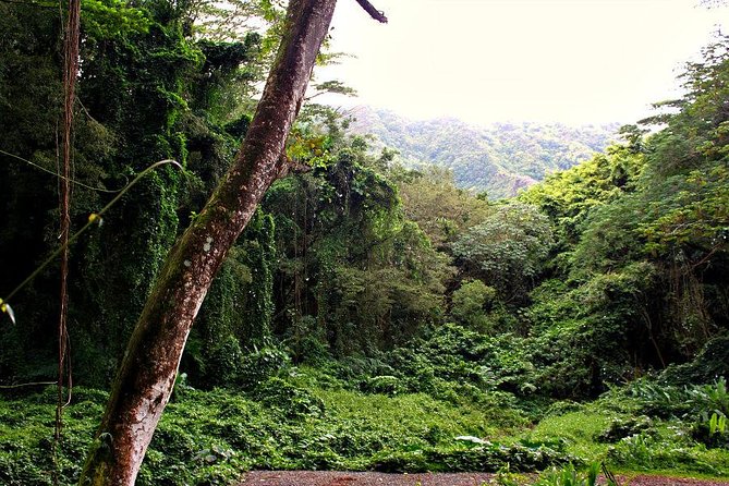 Self guided Hike Trail to Nature Walk & Waterfall - What the guides add to the outing