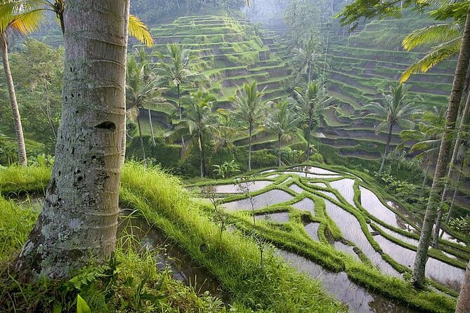 Selogriyo Temple and Trekking Java Rice Terraces, hidden waterfall -Nature Java - Guides make the biggest difference