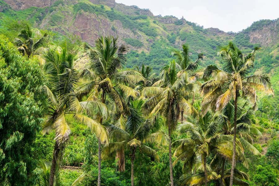 Serra Malagueta: Principal Valley Hike & Lunch with Locals - Streams, mango trees, bananas, and sugar cane