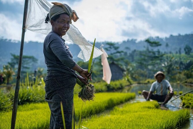 Sidemen Trekking: A Walk from a Different Perspective - Walking Through Sidemen’s Rice Country