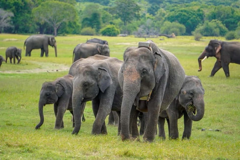 Sigiriya Lion Rock Hike & Minneriya National Park Safari - Why this combination works so well