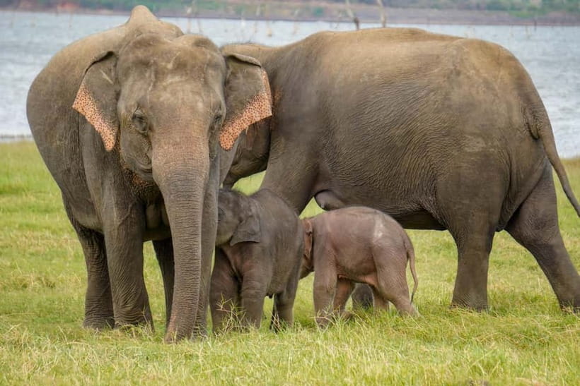 Sigiriya Lion Rock Hike & Minneriya National Park Safari - What to bring and how to prepare