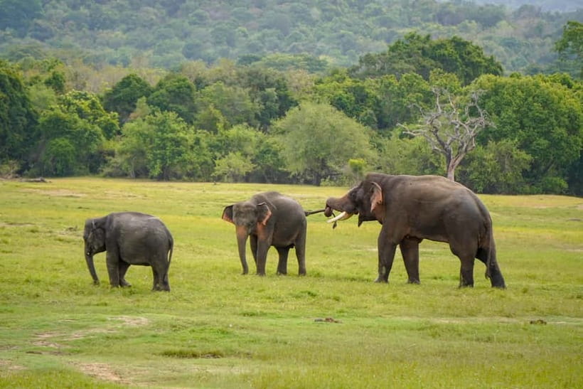 Sigiriya Lion Rock Hike & Minneriya National Park Safari - Starting from Dambulla, Sigiriya, Habarana, or Kandalama