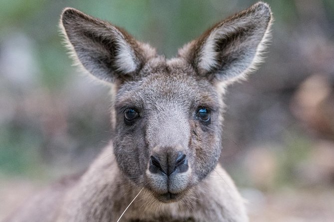 Small-Group Grampians Great Wildlife Escape Day Trip with Hiking - The essentials at a glance
