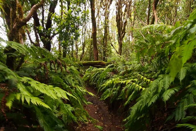 Small Group Guided Hiking in Anaga Rural Park in Tenerife - Key points to know before you book