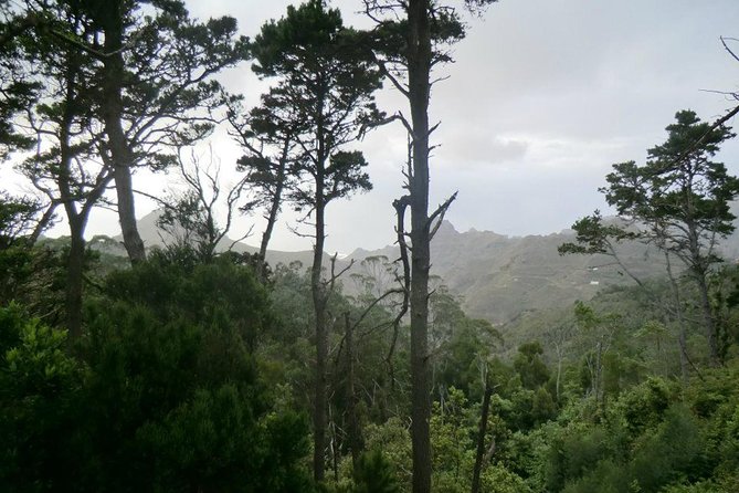 Small Group Guided Hiking in Anaga Rural Park in Tenerife - Monte de La Orilla and Camino de Solís