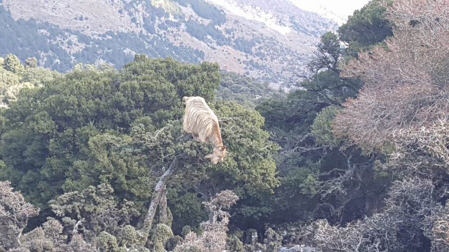 South Crete: Sarakinas Gorge Hike, Swim & Jeep Safari - Pickup coverage is broad, but timing needs care