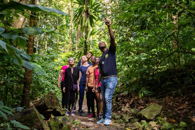 St Lucia Ultimate 3: Aerial Tram, Zipline and Hiking at Rainforest Adventures - The walk back and second tram ride