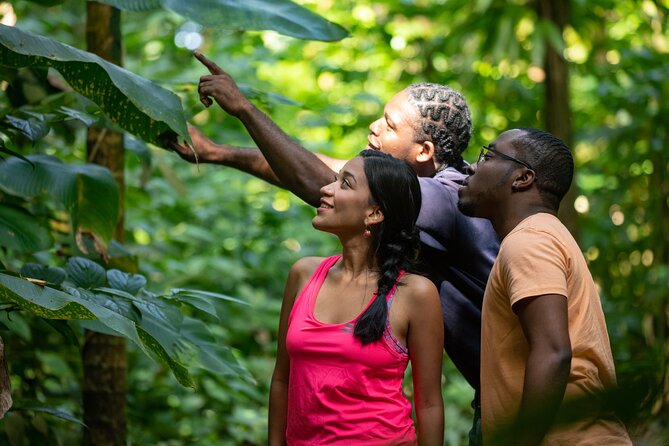 St. Lucia Zip line, Aerial Tram and Hiking tour Ultimate 3 - The 40-minute aerial tram to the top