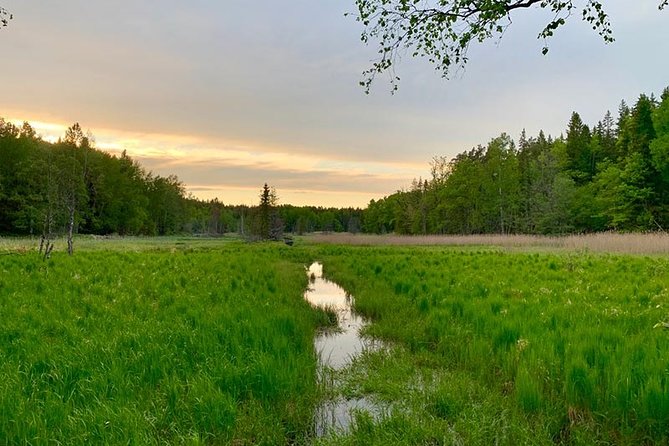 Stockholm: Sunset Hike in Tyresta National Park with Meal - From Gullmarsplan to Tyresta’s old forest