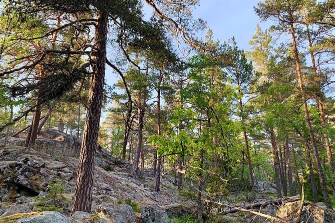 Stockholm: Sunset Hike in Tyresta National Park with Meal - The real price of $149.15