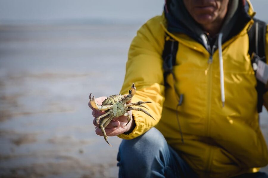 Sylt: Guided Mudflat Hike on the Island - Key points to know before you go