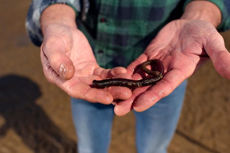 Sylt: Guided Mudflat Hike on the Island - What happens during the 1.5 to 2-hour walk