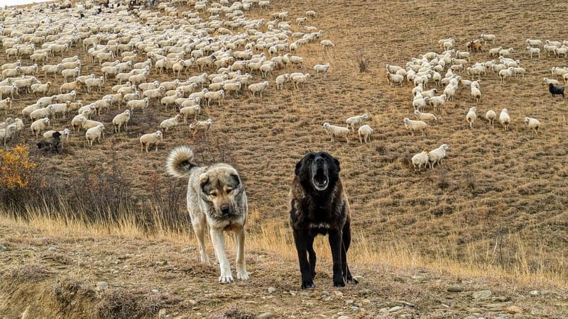 Tbilisi: Real Adventure – Gareja & Rainbow Desert 4x4 + Hike - St. John the Baptist, a monastery cut into stone