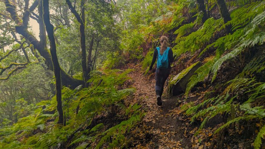 Tenerife: Hike Above Masca in Enchanted Forest with Pick-up - Key points at a glance