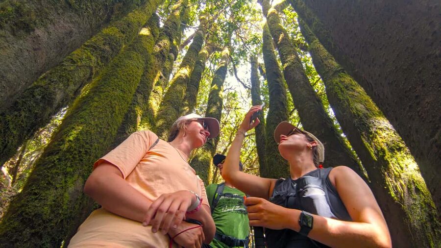 Tenerife: Hike Above Masca in Enchanted Forest with Pick-up - Pine forest, volcanoes, and the first viewpoints