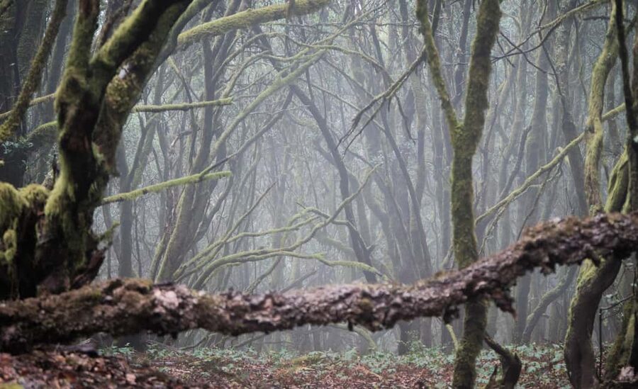 Tenerife: Hike Above Masca in Enchanted Forest with Pick-up - Difficulty, clothing, and trail conditions