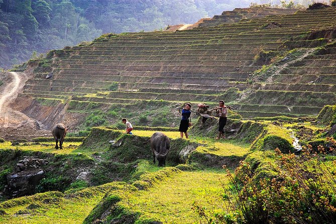 Trekking Through Rice Terraced Fields - 1Day - The cultural value, and the limits