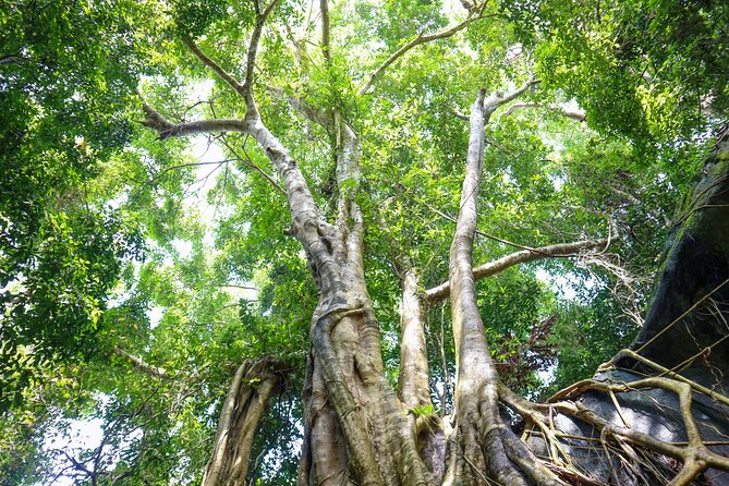 Trekking Tien Son Dinh Phu Quoc - Tranh Stream and the choice of a cool finish