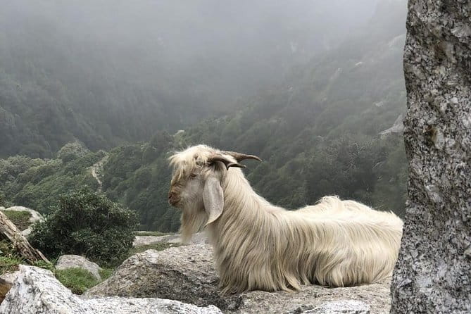 Triund Trek - Why Triund works for a short Himalayan escape