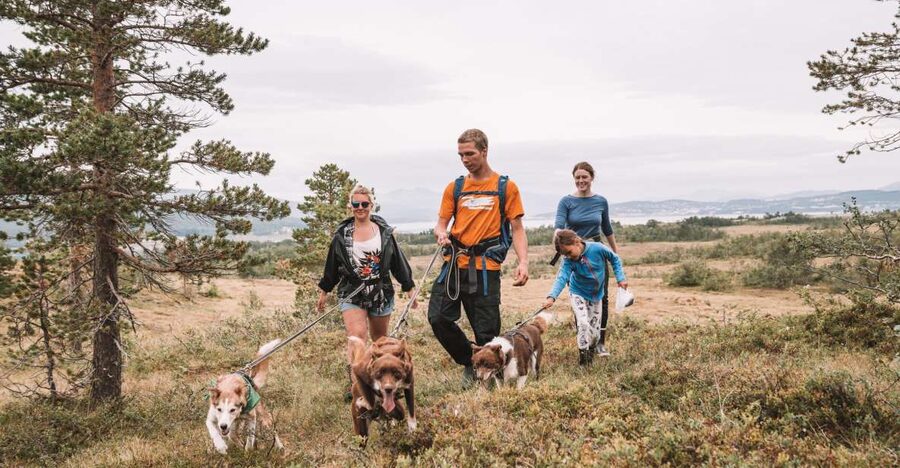 Tromsø: Husky Hike and Puppy Visit with Traditional Lunch - Key points before you book