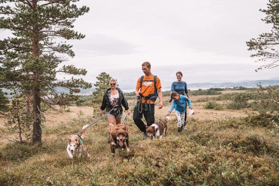 Tromsø: Husky Hike and Puppy Visit with Traditional Lunch - Is $172 a fair price?