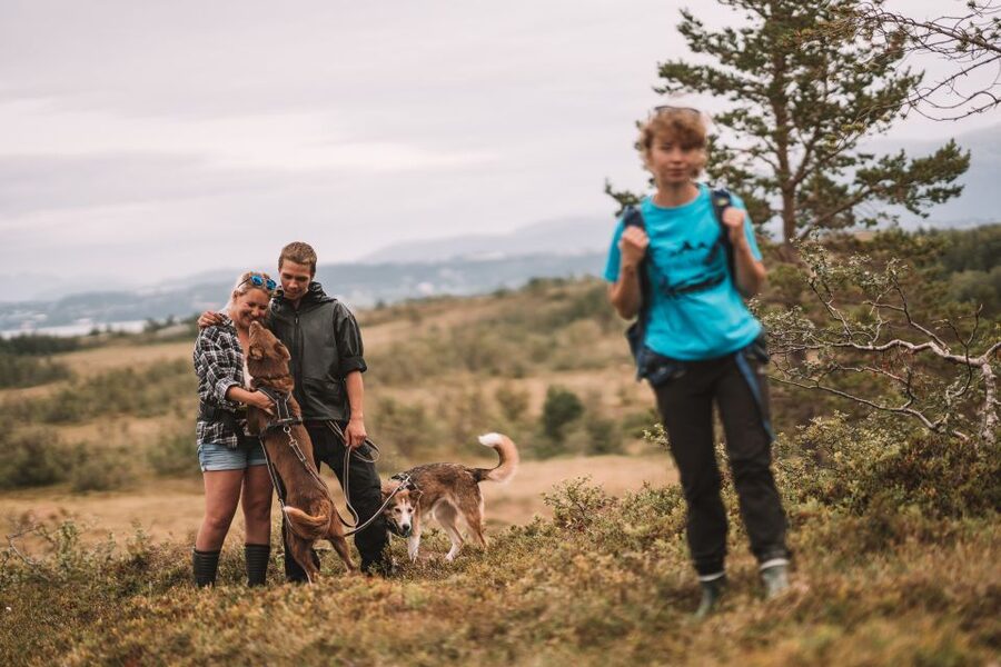 Tromsø: Husky Hike and Puppy Visit with Traditional Lunch - Should you book the Tromsø Husky Hike?