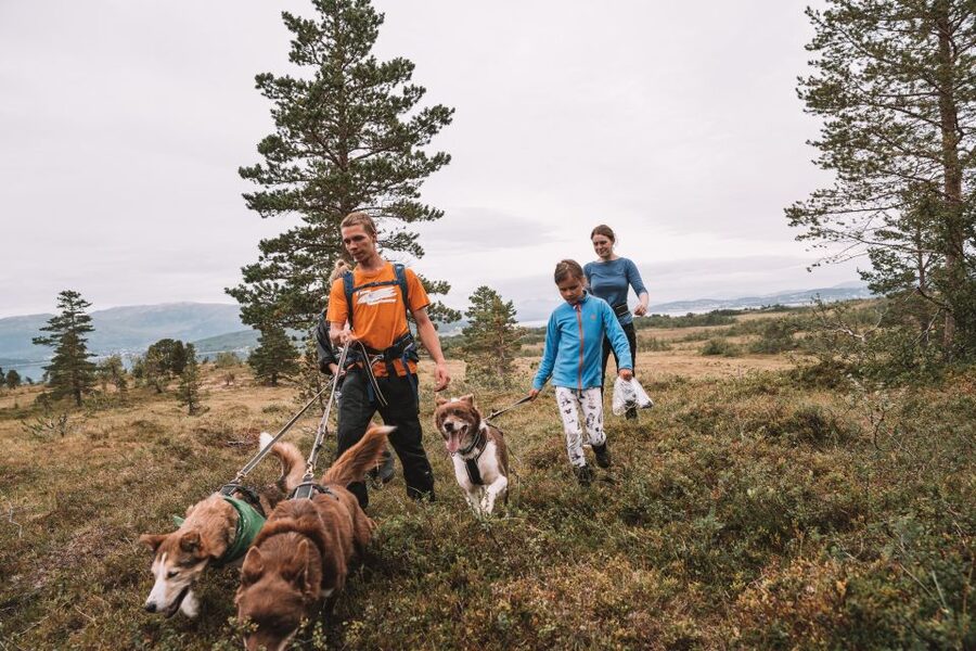 Tromsø: Husky Hike and Puppy Visit with Traditional Lunch - Meeting the adult huskies before the hike