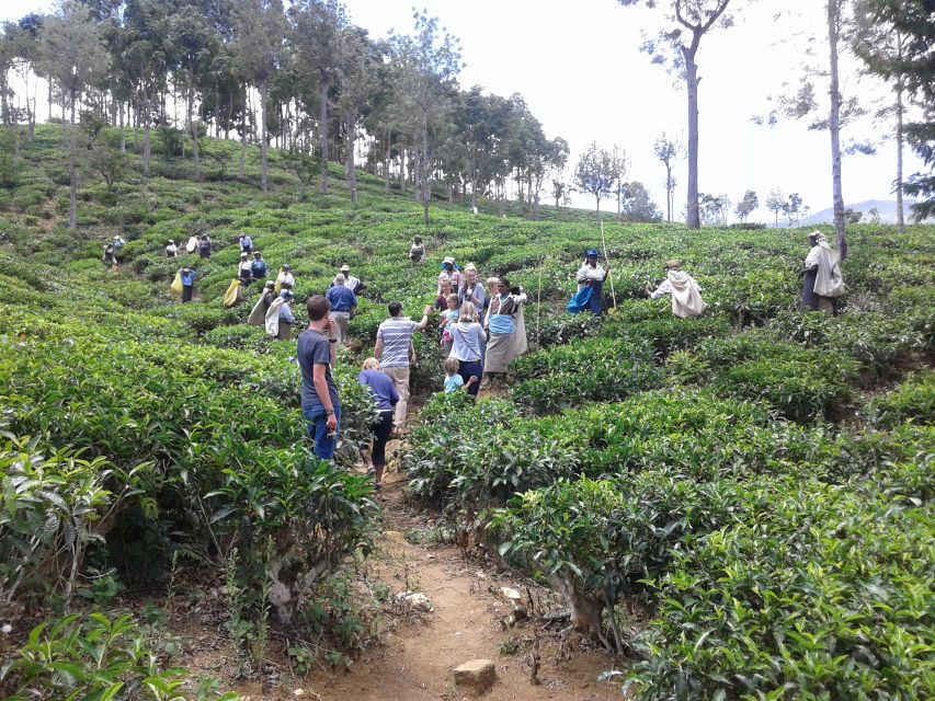 Tuk-Tuk Safari Liptons seat,Tea Fields Hike,TeaFactory Tour - Lipton’s Seat and the seven-district view