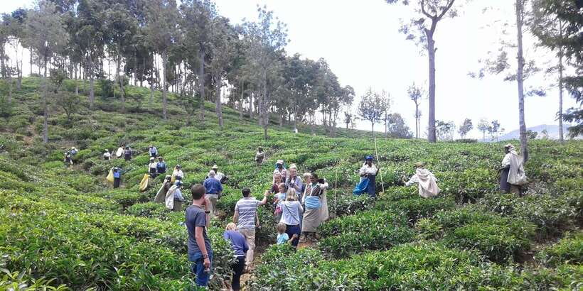 Tuk-Tuk Safari Liptons seat,Tea Fields Hike,TeaFactory Tour - Time, price, and the end in Haputale