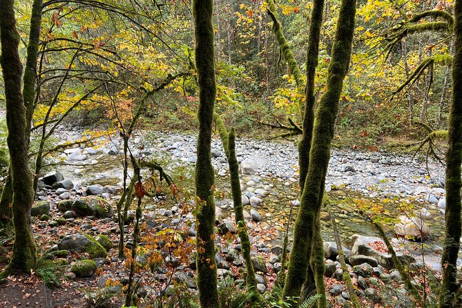 Vancouver Rainforest Hike with Waterfalls, Suspension Bridge, Old Growth Forest - Natural pools, waterfalls, and possible wildlife