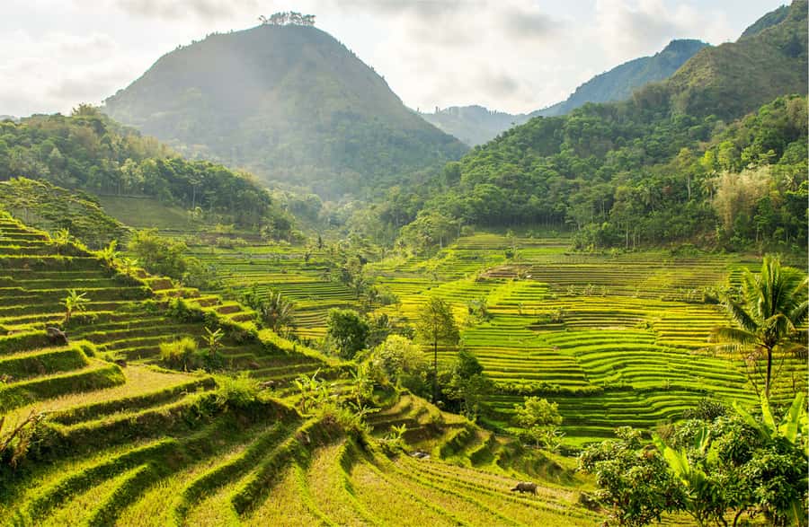 Yogyakarta: Selogriyo Temple Tour & Java Rice Terrace Trek - Why this six-hour trip is worth considering