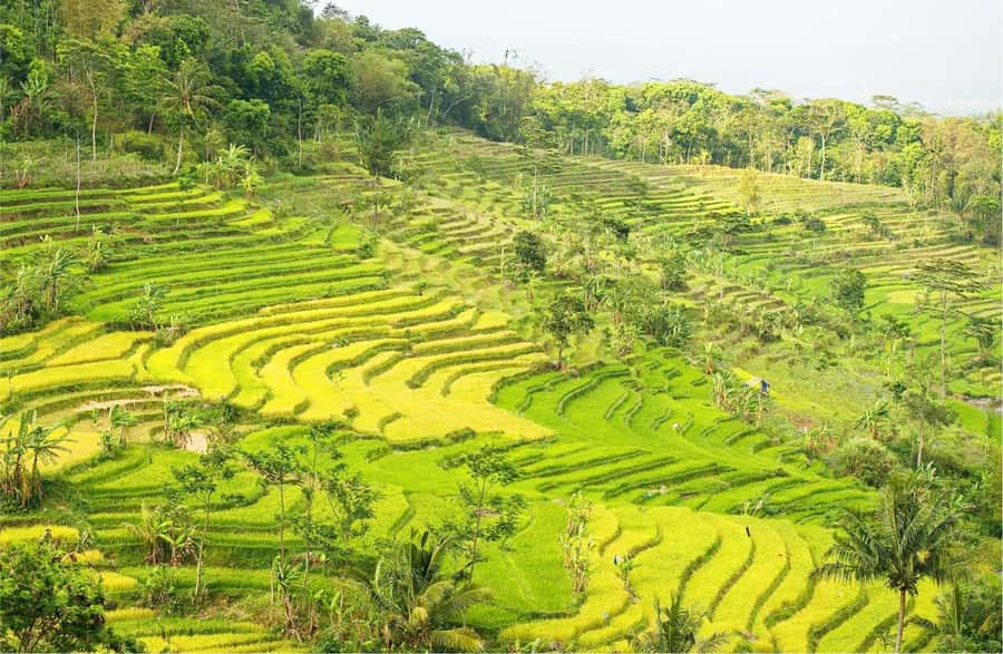Yogyakarta: Selogriyo Temple Tour & Java Rice Terrace Trek - The long road from Yogyakarta to Selogriyo