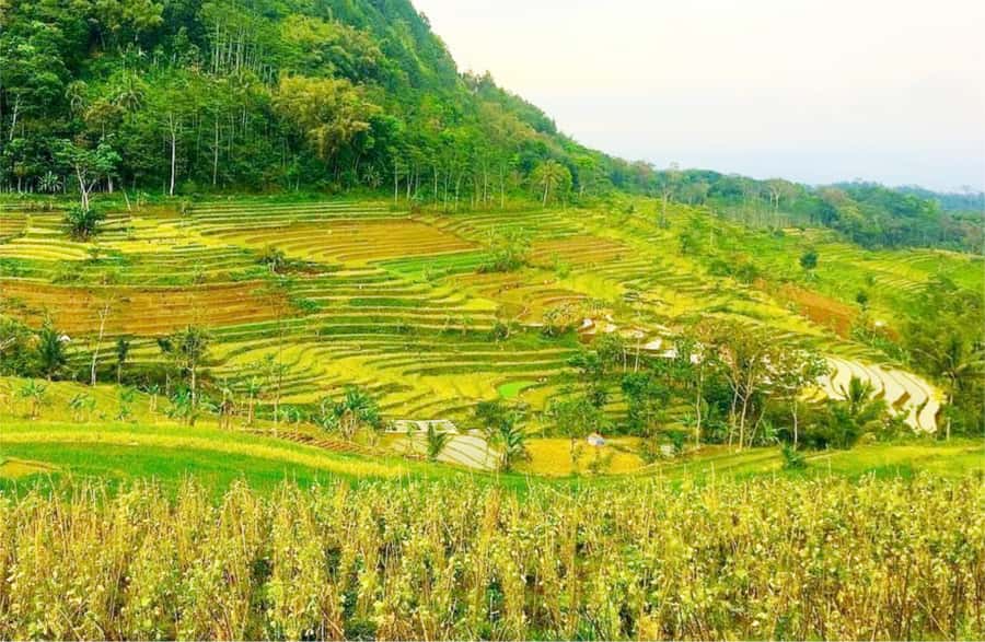 Yogyakarta: Selogriyo Temple Tour & Java Rice Terrace Trek - Reaching the small Hindu temple