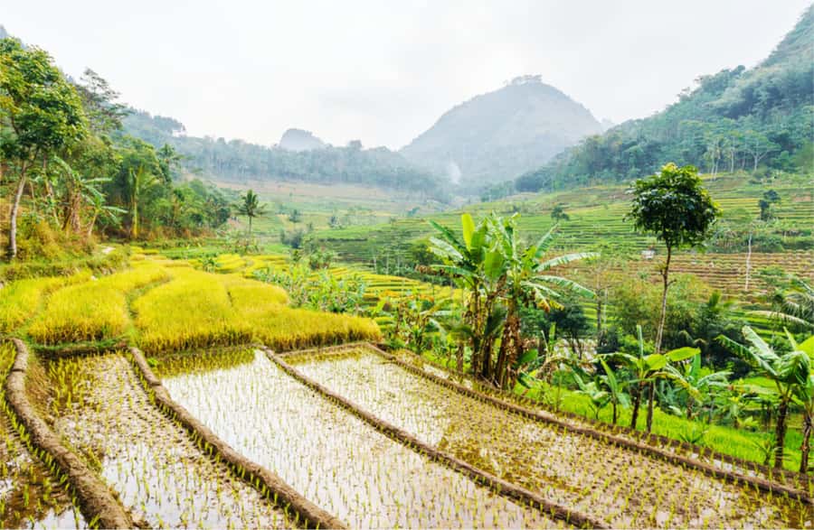 Yogyakarta: Selogriyo Temple Tour & Java Rice Terrace Trek - Walking through Java’s working rice terraces