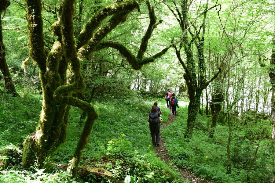 Zagori: Vikos Gorge full-day guided hike - Inside the gorge: rock walls, trees, and uneven ground